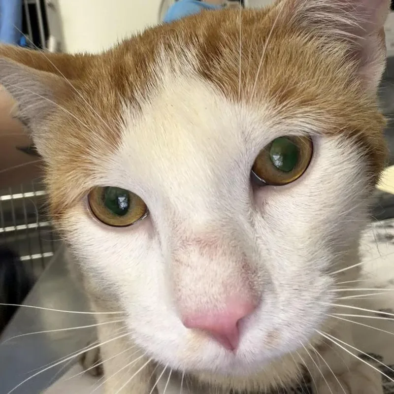 An adult large-sized male Orange / Red Domestic Short Hair cat named Orangey for adoption in Greenville, SC