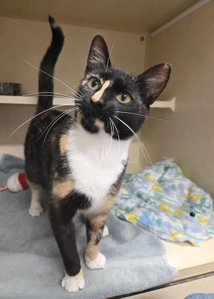 A baby medium-sized female Domestic Short Hair cat named Catalie Portman for adoption in Elmsford, NY