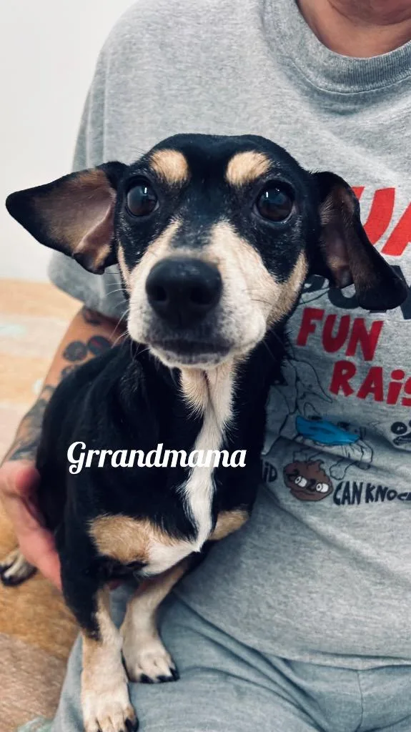 A senior small-sized female Dachshund dog named Grrandmama for adoption in Jacksonville, IL