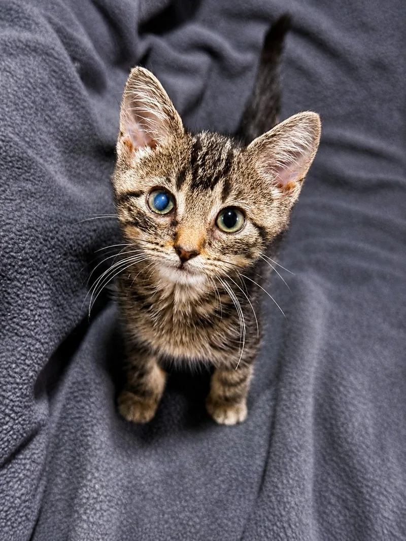 A baby small-sized female Tabby (Tiger Striped) Domestic Short Hair cat named Cj for adoption in Smicksburg, pa 16256, PA