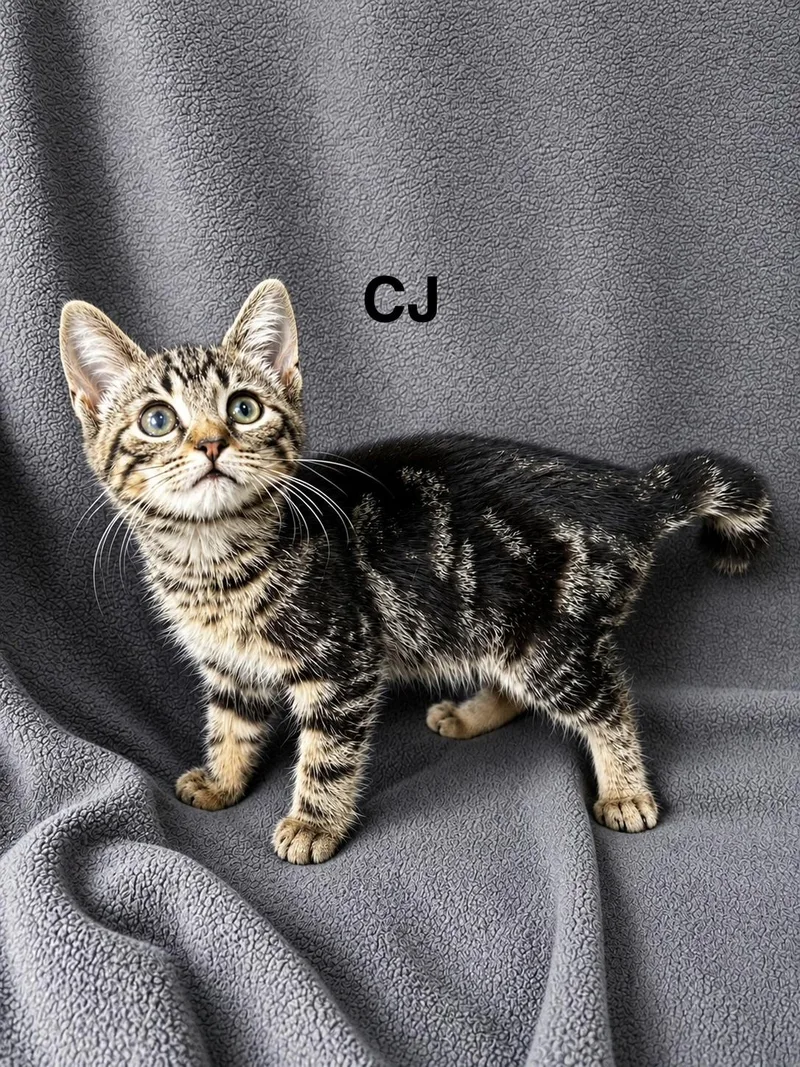 Cj thumbnail 3