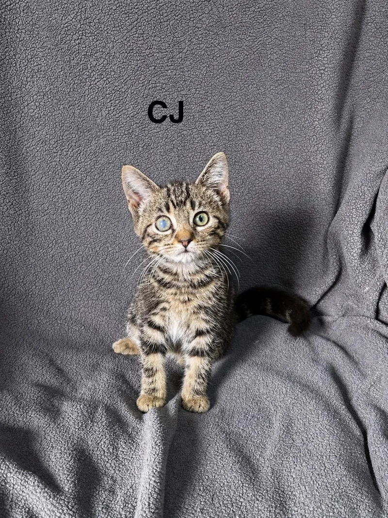 Cj thumbnail 4