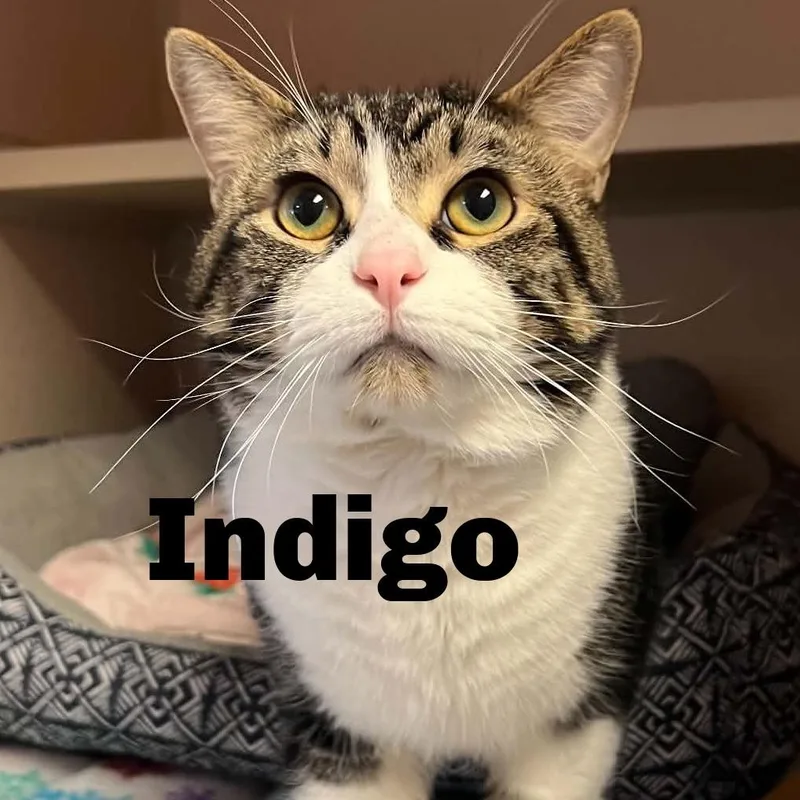 Indigo