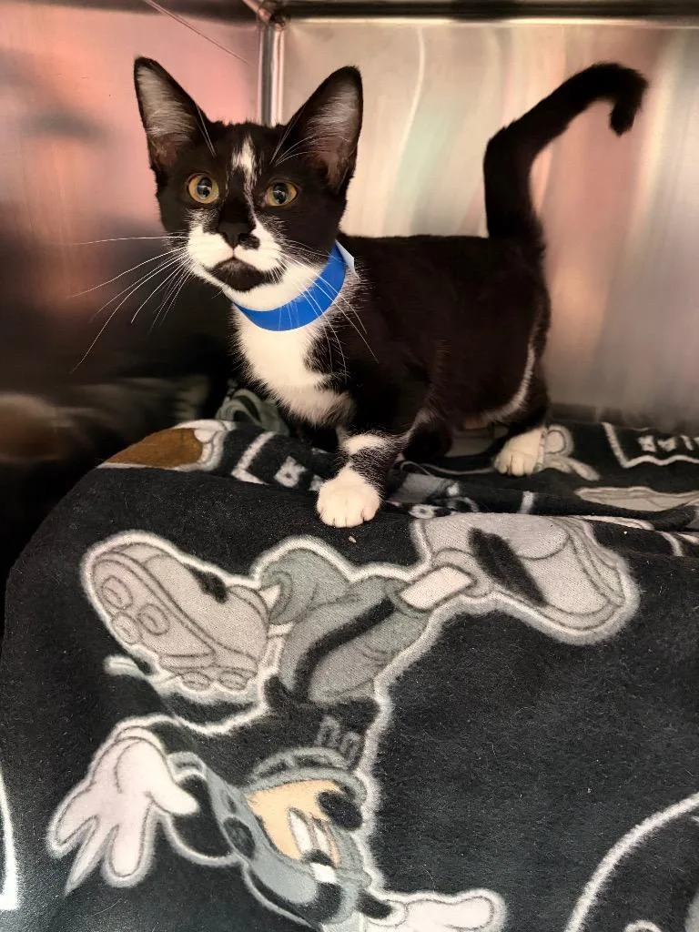 A baby small-sized female Domestic Short Hair cat named Joan Jett for adoption in Detroit, MI