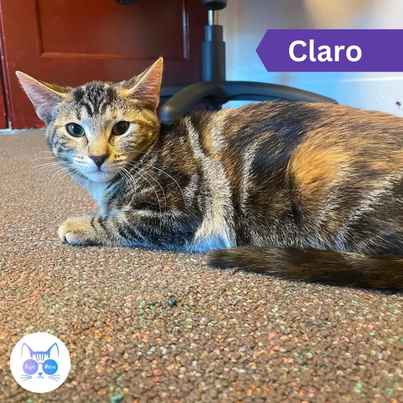 A young medium-sized female Tabby (Brown / Chocolate) Domestic Short Hair cat named Claro for adoption in Penfield, NY