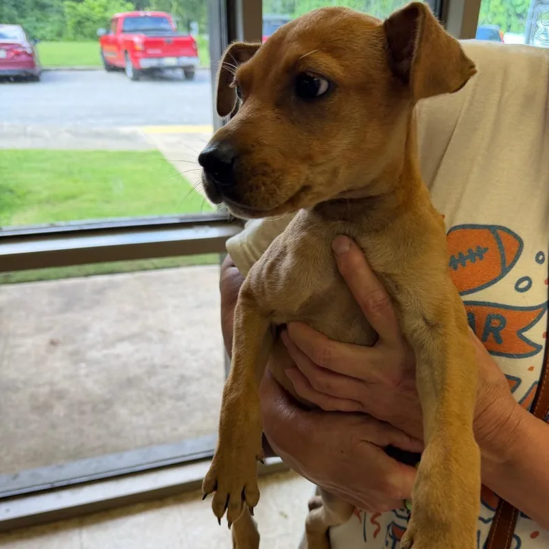 A baby small-sized female Brown / Chocolate Terrier dog named Lacey for adoption in Birmingham, AL