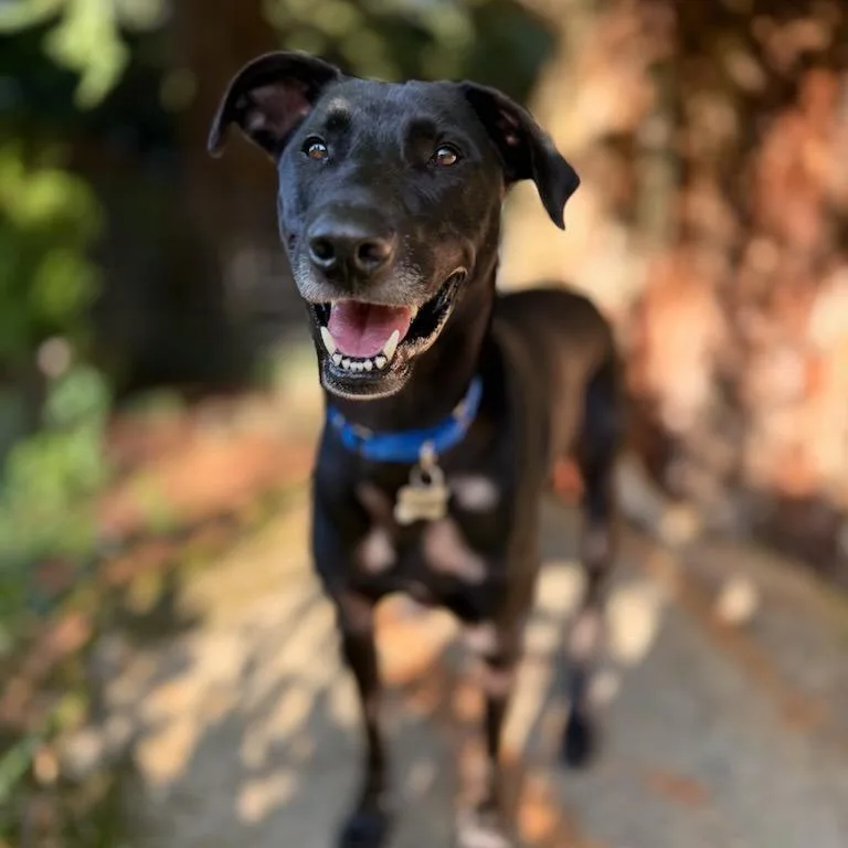 An adult large-sized male Black Mixed Breed dog named Stewart for adoption in Bellingham, WA