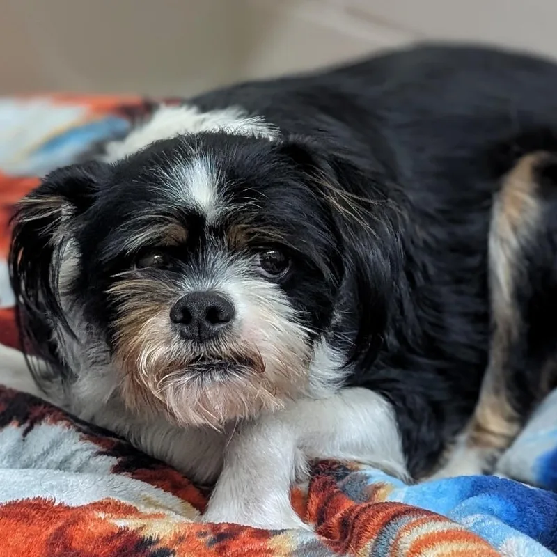 An adult medium-sized male Black Shih Tzu dog named Jack for adoption in Buchanan Dam, TX