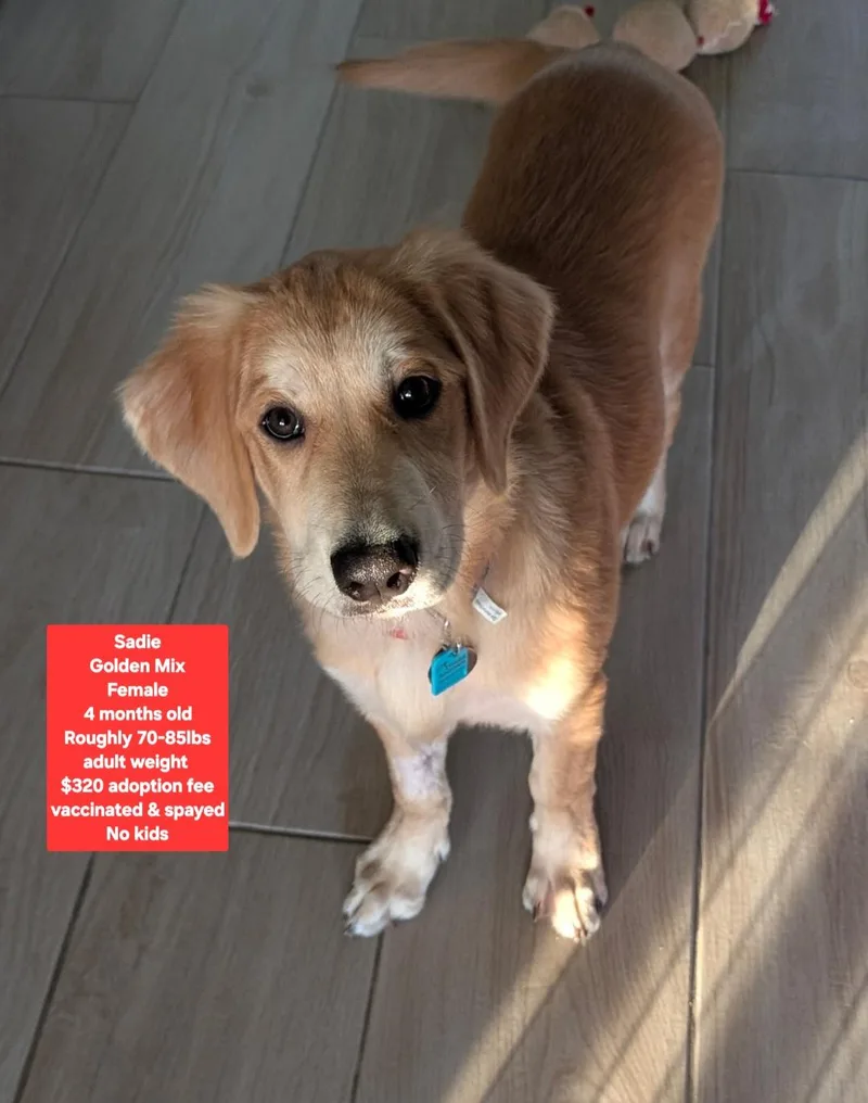 A baby large-sized female Golden Retriever dog named Sadie for adoption in Oviedo, FL