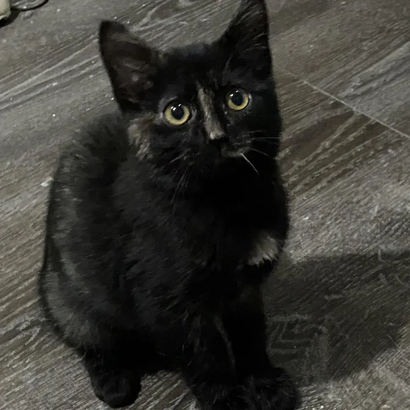 A young medium-sized female Black American Shorthair cat named Simone for adoption in Fredericksburg, OH