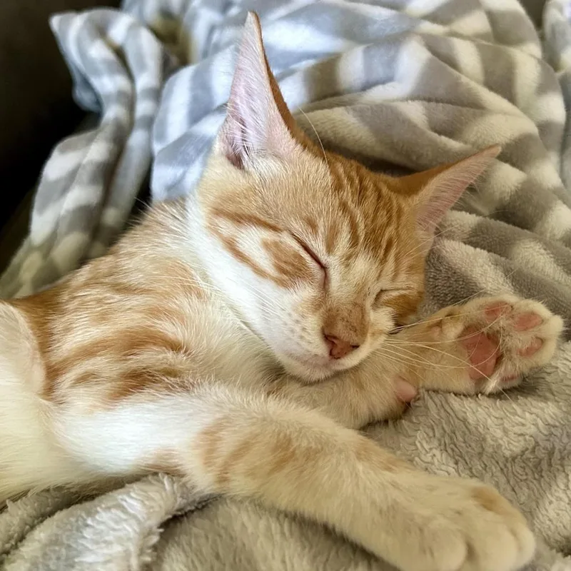 A baby small-sized male Orange / Red Domestic Short Hair cat named Rudy for adoption in Houston, TX