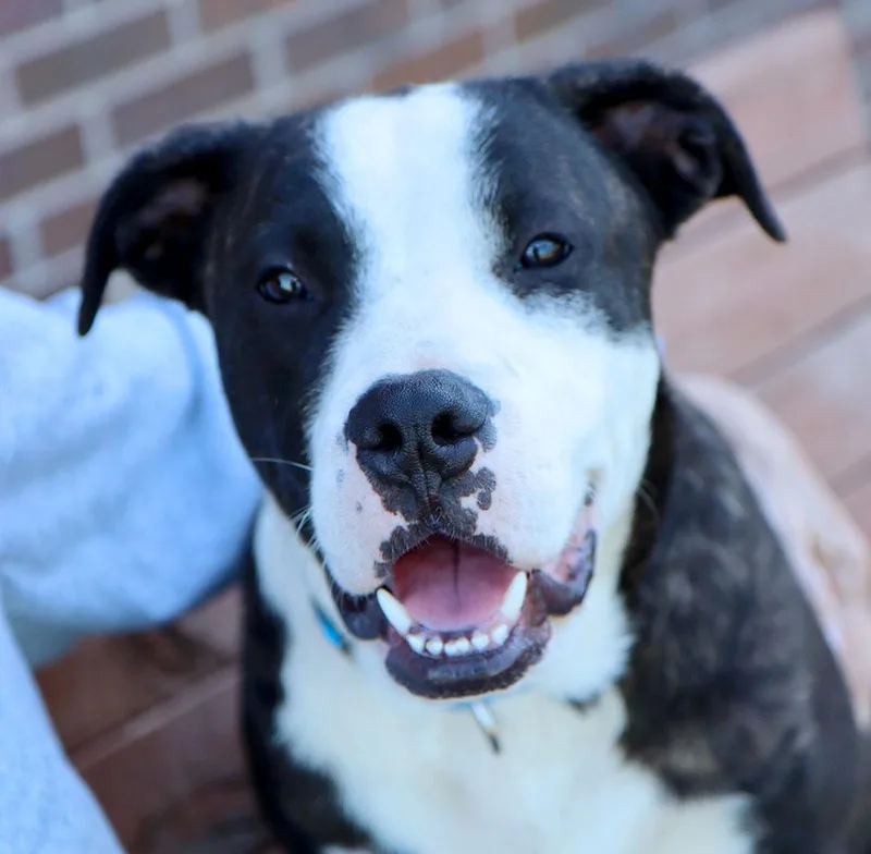 A young medium-sized male Pit Bull Terrier dog named Guinea for adoption in Kansas City, KS