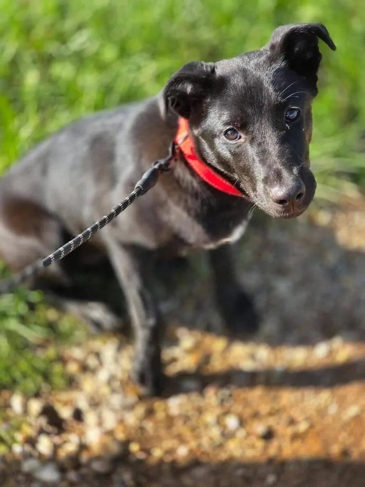 A young medium-sized female Tricolor (Brown, Black, & White) Labrador Retriever dog named Guppy Girl for adoption in Saugus, MA