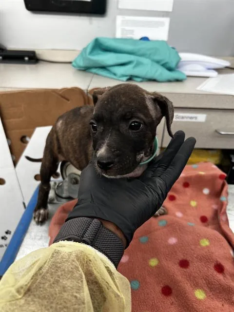 A baby large-sized female Mixed Breed dog named Poppie for adoption in Dallas, TX