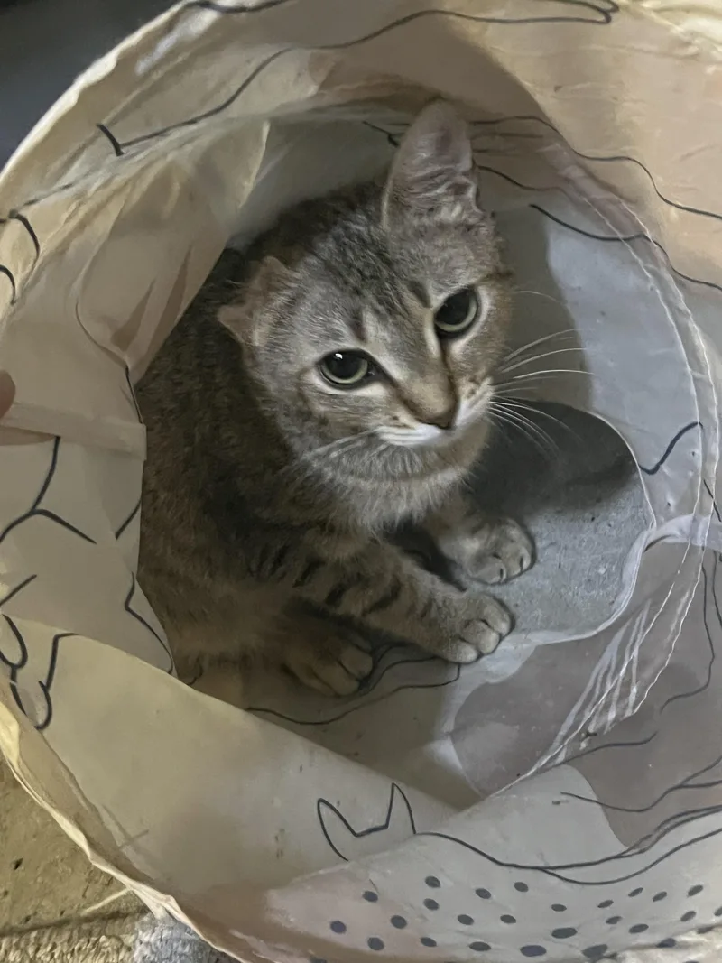 A young small-sized female Tabby cat named Doyle for adoption in Ormond beach, FL