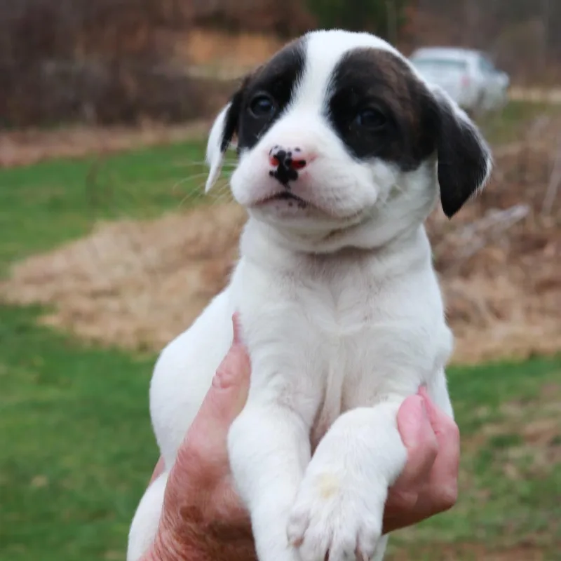 A baby medium-sized male Black Shepherd dog named Ct Cadillac Avail Apr for adoption in Eastford, CT