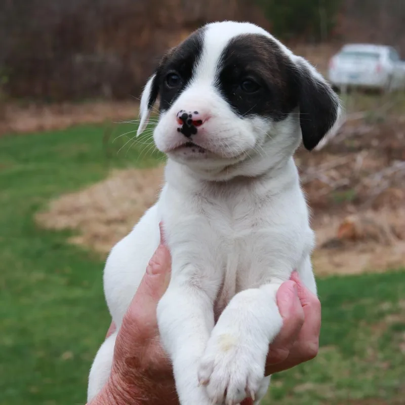 Ct Cadillac Avail Apr thumbnail 2