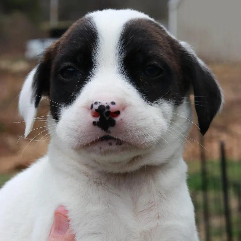 Ct Cadillac Avail Apr thumbnail 3