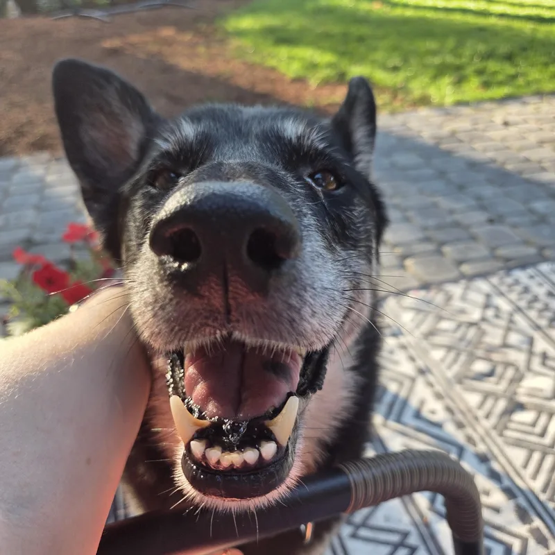 A senior medium-sized female Tricolor (Brown, Black, & White) Shepherd dog named Lyra for adoption in University Place, WA