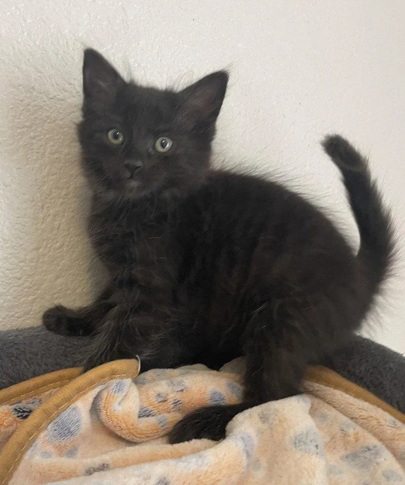 A baby medium-sized male Black Domestic Medium Hair cat named Nutter Butter for adoption in St. Helens, OR