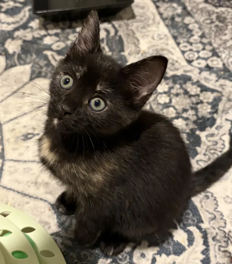 A baby small-sized female Domestic Short Hair cat named Raven for adoption in Statesville, NC