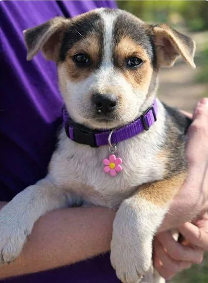 A baby small-sized female Terrier dog named Delphine for adoption in Westland, MI