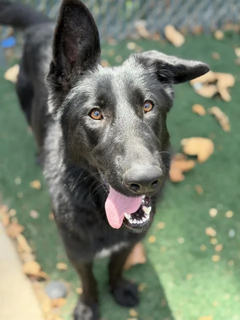 A young large-sized female German Shepherd Dog dog named Lia for adoption in Chula Vista, CA