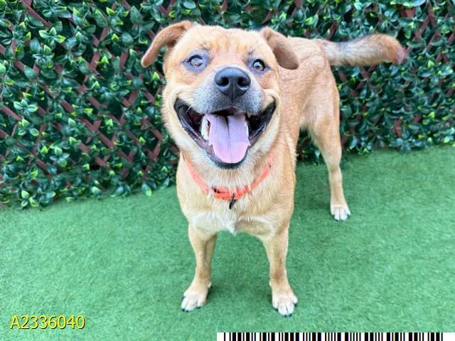 A young medium-sized male Mixed Breed dog named Nimbus for adoption in West Palm Beach, FL