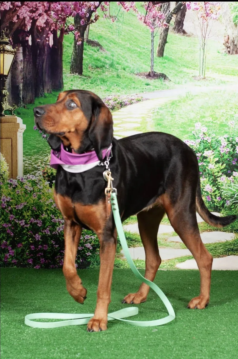 Josie Mae