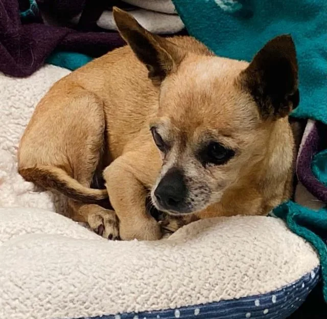 A senior small-sized female Chihuahua dog named Ms. Turner for adoption in Tustin, CA