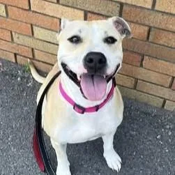 An adult medium-sized female Yellow / Tan / Blond / Fawn Terrier dog named Belle for adoption in Syracuse, NY