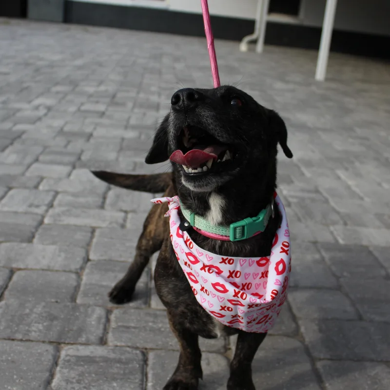 Mr. Tobias Pickles thumbnail 2