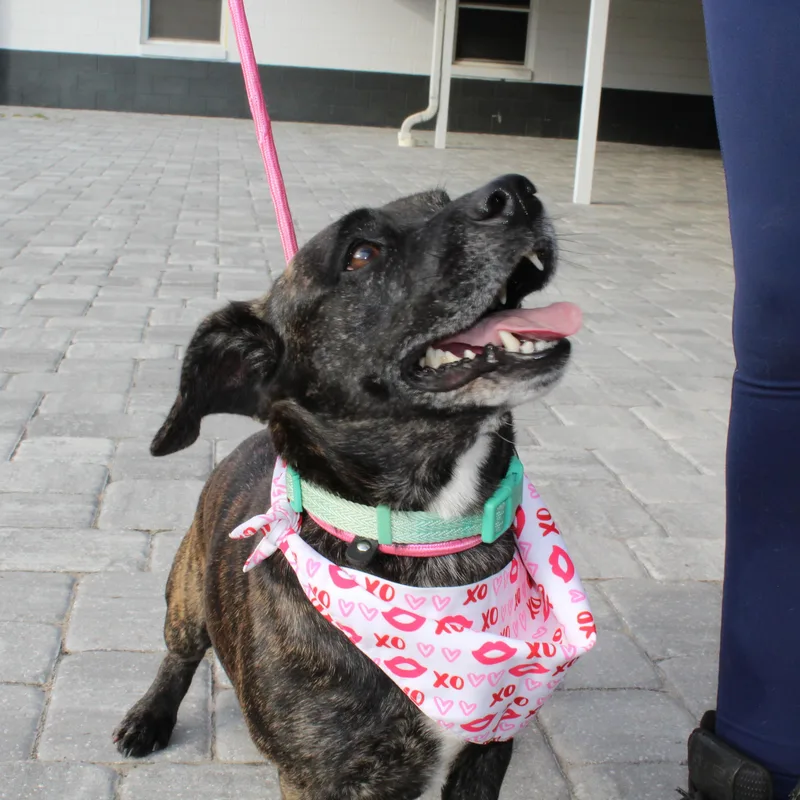 Mr. Tobias Pickles thumbnail 3