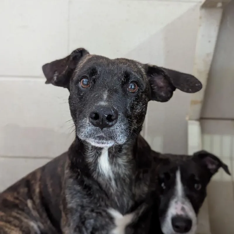 Mr. Tobias Pickles thumbnail 4