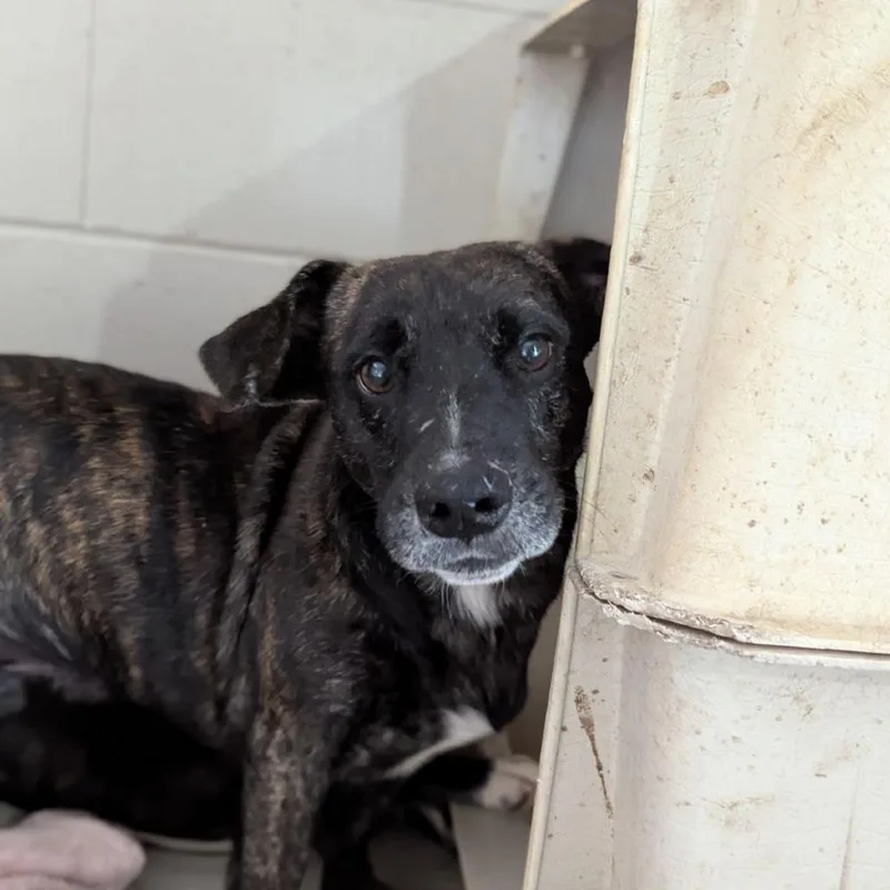 Mr. Tobias Pickles thumbnail 5