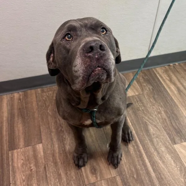 An adult extra large-sized male Mastiff dog named Awesome Sauce for adoption in San Diego, CA