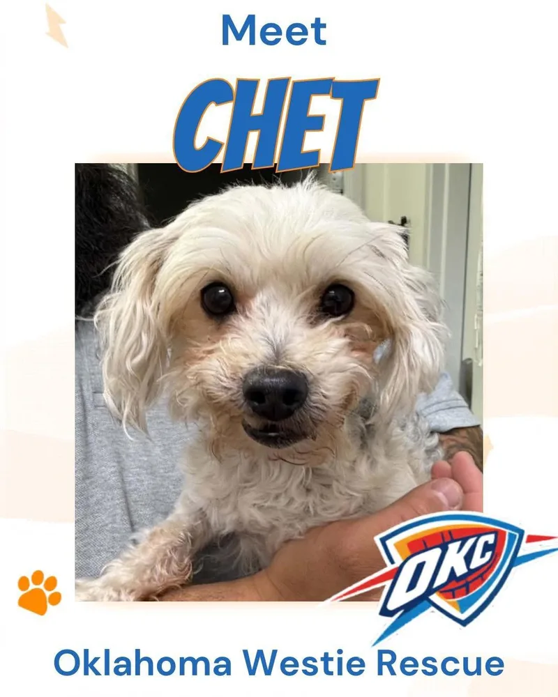 A young small-sized female Yellow / Tan / Blond / Fawn Maltese dog named Chet Holmgren for adoption in Broken Arrow, OK