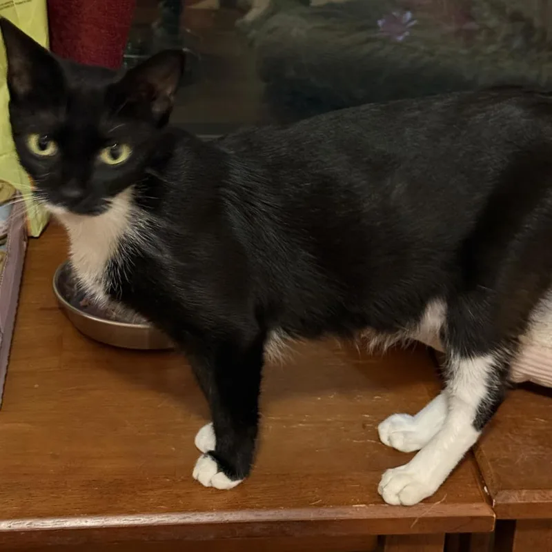 A young medium-sized female Domestic Short Hair cat named Oreo for adoption in Jefferson city, TN