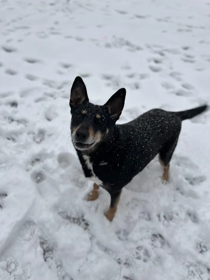 Bubba Louie thumbnail 2