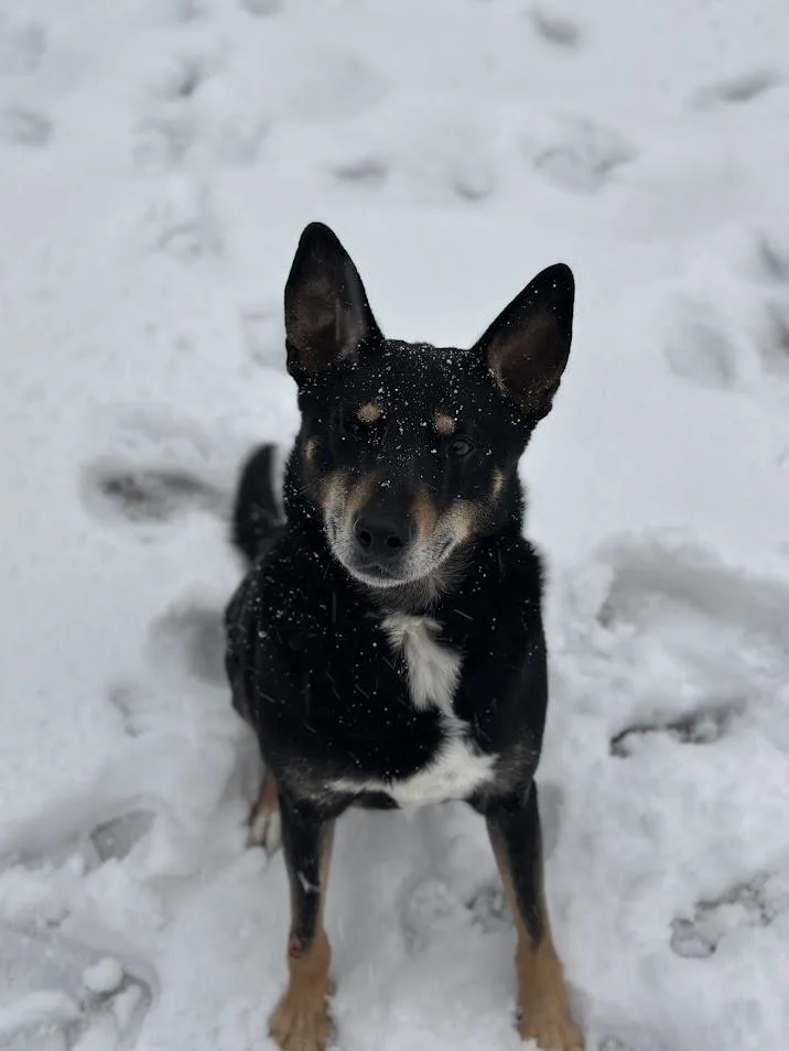 Bubba Louie thumbnail 3