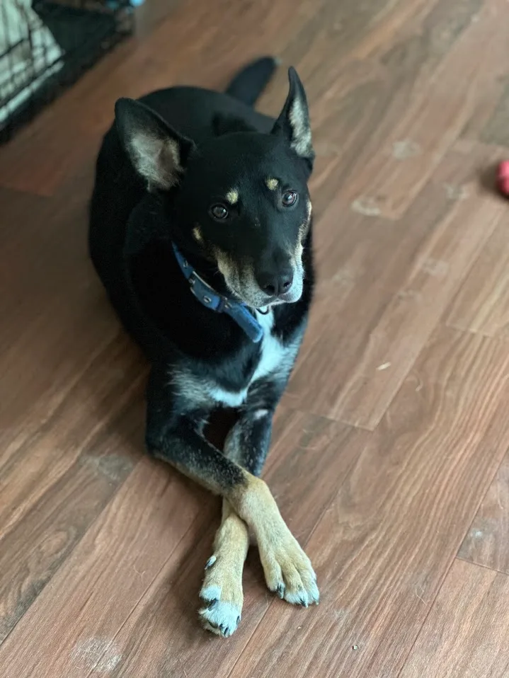 Bubba Louie thumbnail 5