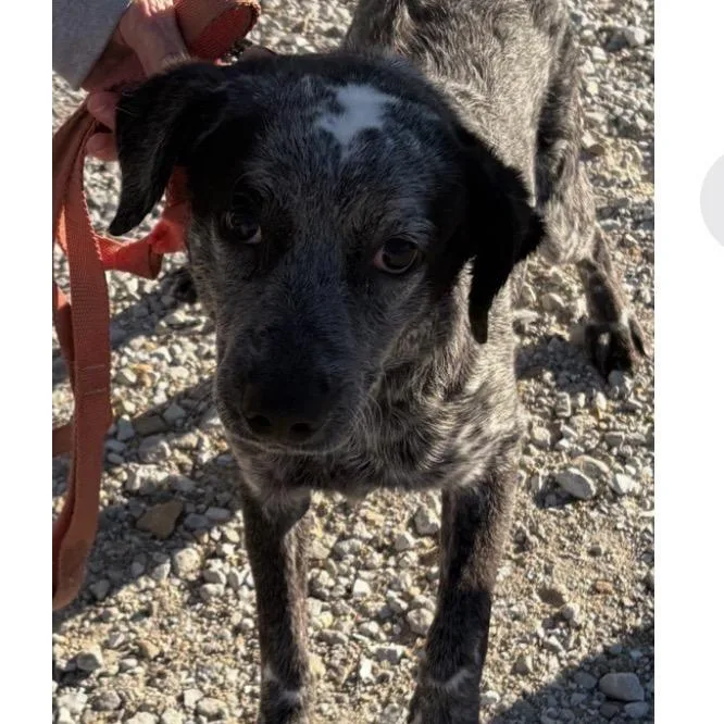 A young small-sized male Gray / Blue / Silver Australian Cattle Dog / Blue Heeler dog named Toby for adoption in Normal, IL