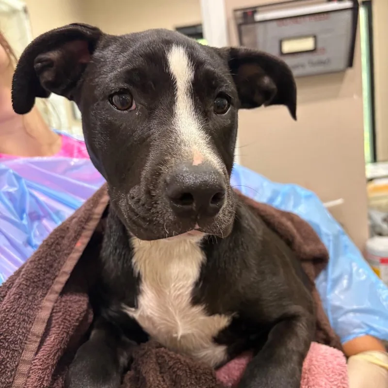 A baby medium-sized female Black Mixed Breed dog named Taylor Swift for adoption in Muncie, IN