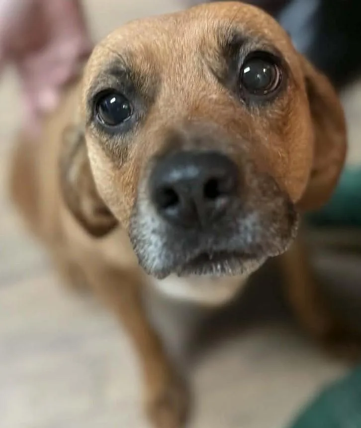 An adult medium-sized female Red / Chestnut / Orange Chihuahua dog named Honey for adoption in Baxter, KY