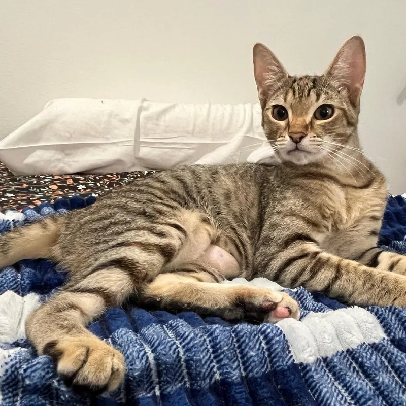 A young small-sized female Brown / Chocolate Domestic Short Hair cat named Nilsah for adoption in Los Angeles, CA