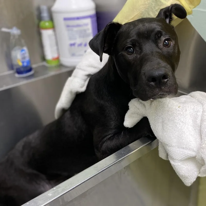 A young medium-sized male Black American Staffordshire Terrier dog named Bubble Bath for adoption in Hattiesburg, MS