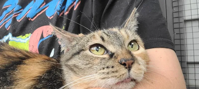 A young small-sized female Domestic Short Hair cat named Birdie for adoption in Waverly, NY