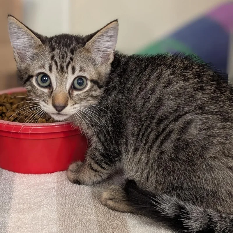 A baby small-sized male Brown / Chocolate Domestic Short Hair cat named Sonar for adoption in Buchanan Dam, TX