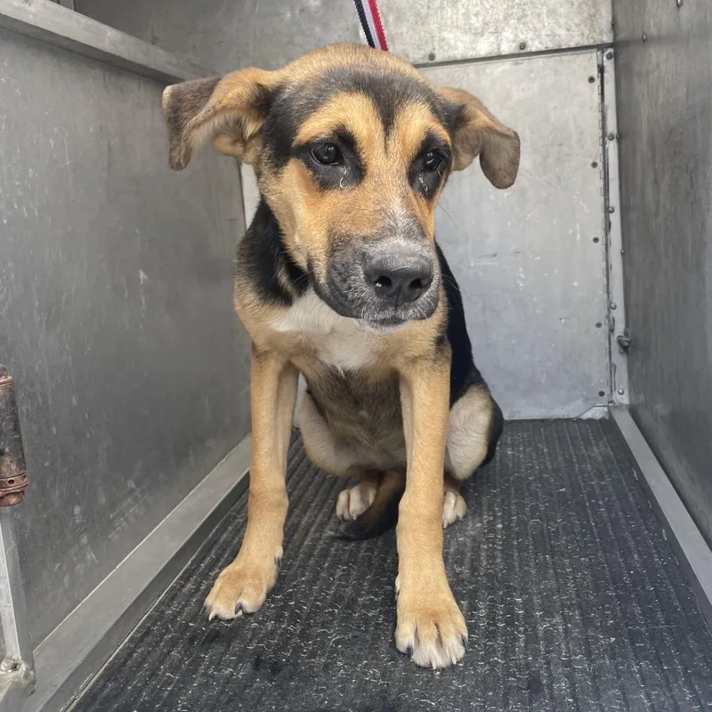 A young medium-sized female Brown / Chocolate Shepherd dog named Princess Leia for adoption in Edinburg, TX