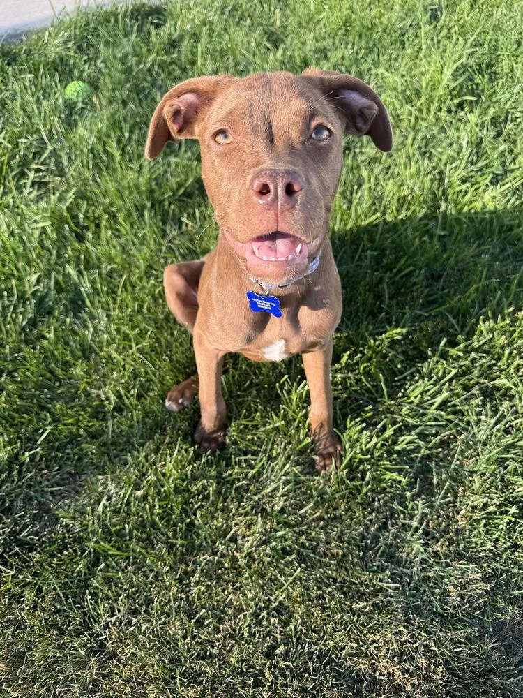 A baby medium-sized female Pit Bull Terrier dog named Navy for adoption in Rathdrum, ID